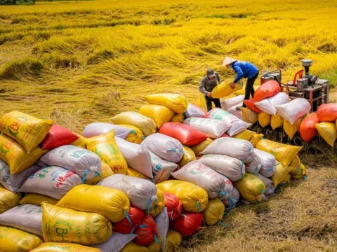 Năm 2024, Việt Nam có thể đáp ứng nguồn cung để xuất khẩu hơn 8 triệu tấn gạo