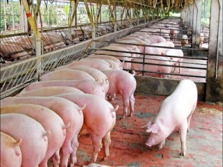 Giá heo hôm nay 24/6: Đón 500 con heo sống nhập từ Thái Lan - Giá thịt heo vẫn chưa thể giảm