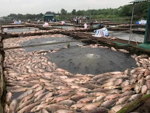 300 tấn cá nuôi lồng bè chết ở Hải Dương: Có ảnh hưởng nguồn nước?