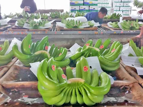 Việt Nam chiếm 48,6% tổng sản lượng chuối nhập khẩu vào Trung Quốc