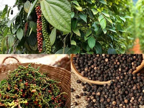 Nửa đầu năm, xuất khẩu hồ tiêu tăng hơn 30% về giá trị