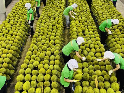 Tháng 5, xuất khẩu rau quả ước đạt 496 triệu USD, giảm 35,5%