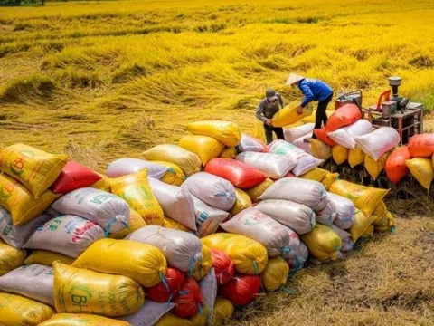 Giá gạo xuất khẩu bình quân 5 tháng đầu năm 2025 giảm 18,7%