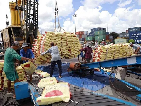 Gạo Việt tăng tốc cạnh tranh: Chất lượng vượt trội, giá cả hợp lý giúp chiếm lĩnh thị trường quốc tế