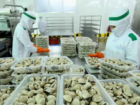 Trung Quốc trở thành thị trường nhập khẩu nghêu lớn thứ ba của Việt Nam