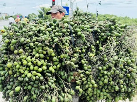 Thị phần cau nhập khẩu chiếm 1,43% tổng kim ngạch nhập khẩu rau quả