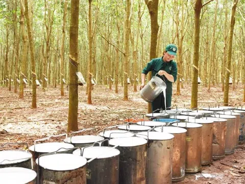 Trung Quốc chiếm 70% thị phần xuất khẩu cao su của Việt Nam