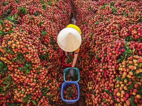 Xuất khẩu vải thiều đạt một cột mốc ấn tượng