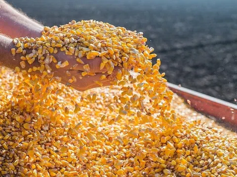 Việt Nam trở thành đối tác nhập khẩu ngô lớn nhất của Argentina