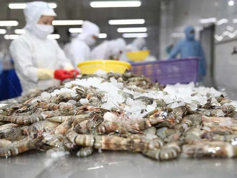 Xuất khẩu tôm Việt sang thị trường Mỹ đang chịu áp lực lớn bởi chính sách thuế