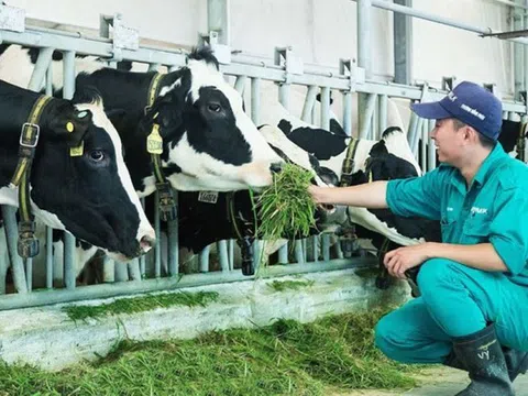 Hội Chăn nuôi Việt Nam đề xuất giải pháp phát triển nguồn nguyên liệu sữa trong nước