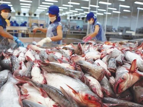 VASEP dự báo giá cá tra xuất khẩu tăng từ tháng 9/2025