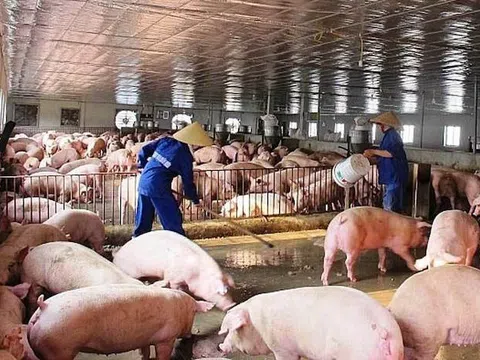 Bỏ mặc cam kết hạ giá thịt lợn, một số doanh nghiệp chăn nuôi lớn tăng giá ăn lãi đậm