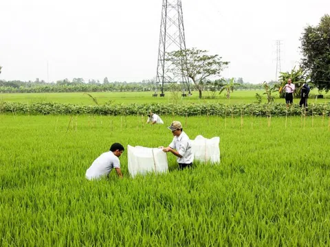 Tiêu dùng gạo thế giới 2020 tăng cao: Đồng bằng sông Cửu Long tăng tốc sản xuất lúa thu đông