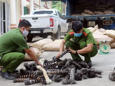 Lào Cai: Bắt giữ xe tải chở 6 tấn lông gia súc không rõ nguồn gốc
