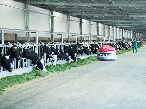 Vinamilk giải bài toán tăng trưởng đi đôi phát triển bền vững cho hệ thống trang trại bò sữa