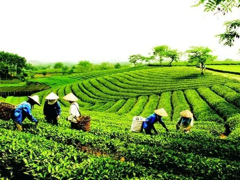 Trà sạch An Nguyên: Nơi lưu giữ bản sắc trà Việt