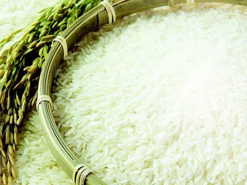 Giá lúa gạo tăng trở lại