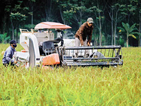 Thanh Hóa: Phát triển thương hiệu lúa nếp hạt cau Lộc Thịnh