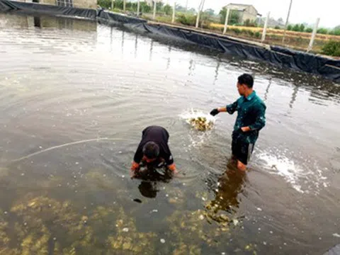 Nuôi con giống li ti, bán kèm với cát, thu tiền tỷ mỗi năm