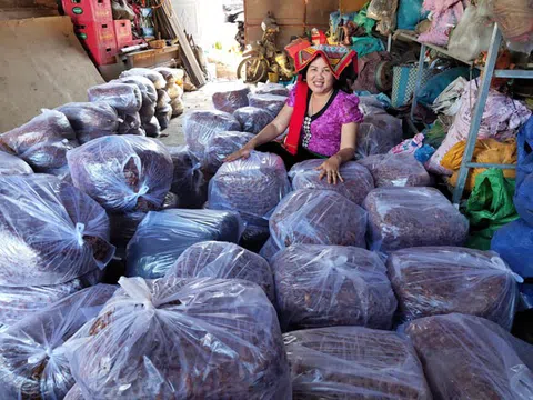 Đắk Lắk: Làng Thái thu nhập khá nhờ cây me