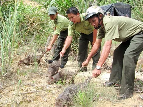 Thanh Hóa: Xiết chặt quản lý việc vận chuyển, tiêu thụ các loài động vật hoang dã trái phép