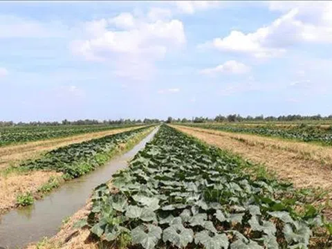 Trà Vinh khuyến khích chuyển diện tích lúa thiếu nước tưới sang trồng hoa màu