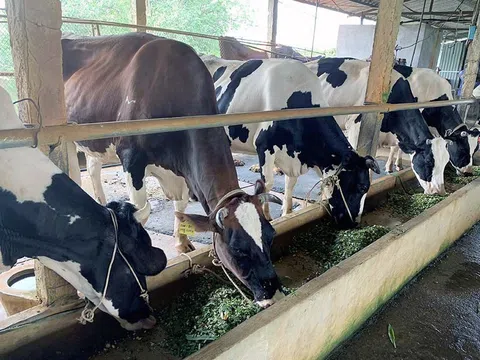 Vĩnh Phúc: Nghèo nhất làng bỗng thành tỷ phú từ nuôi bò sữa