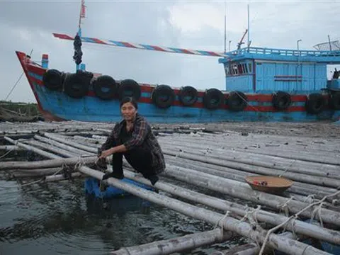 Thanh Hóa: Thu nhập cao từ nuôi hàu sữa