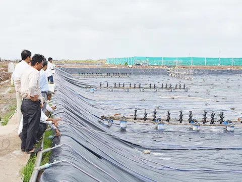 Long An: Giúp nông dân làm giàu từ nuôi tôm công nghệ cao