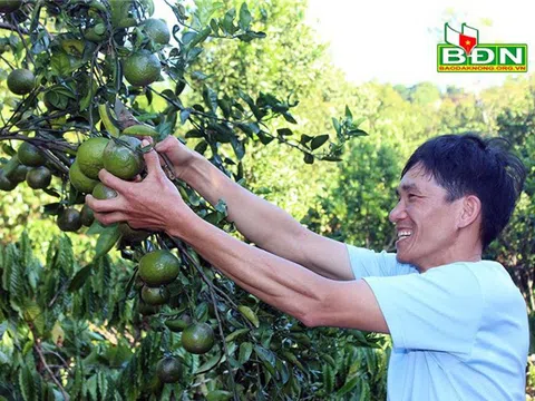 Đắk Nông: Thu tiền tỷ từ trồng xen cây ăn trái trong vườn cà phê