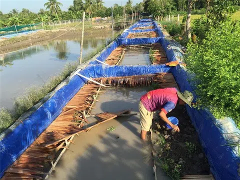 Hậu Giang: Làm giàu từ nuôi lươn