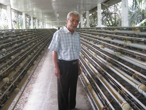 Tiền Giang: Hợp tác liên kết sản xuất trứng cút xuất khẩu
