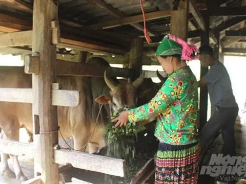 Cao Bằng: Người Mông ở Bảo Lâm làm giàu từ nuôi bò