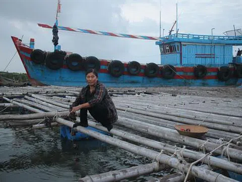 Thanh Hóa: Thu nhập cao từ nuôi hàu sữa