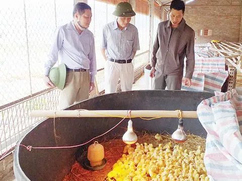 Phú Thọ: Làm giàu từ mô hình chăn nuôi gia cầm