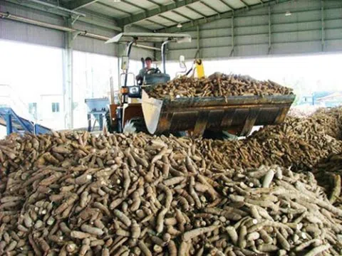 Trung Quốc tăng nhập khẩu sắn Việt