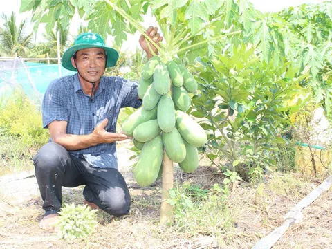 An Giang: Làm giàu từ mô hình đa canh trên đất lúa