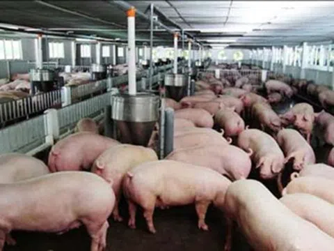 Đưa giá lợn hơi về mức 60.000 đồng/kg ngay trong tháng 5