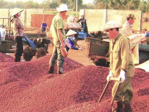 Bộ Công Thương ‘mách nước’ doanh nghiệp xuất khẩu cà phê tiến sâu vào thị trường châu Phi