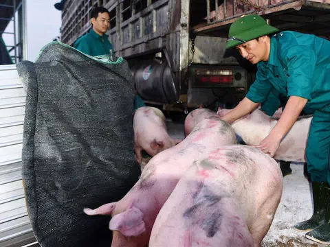 Giá lợn trong nước vẫn cao dù nhập khẩu thêm lợn sống từ Thái Lan