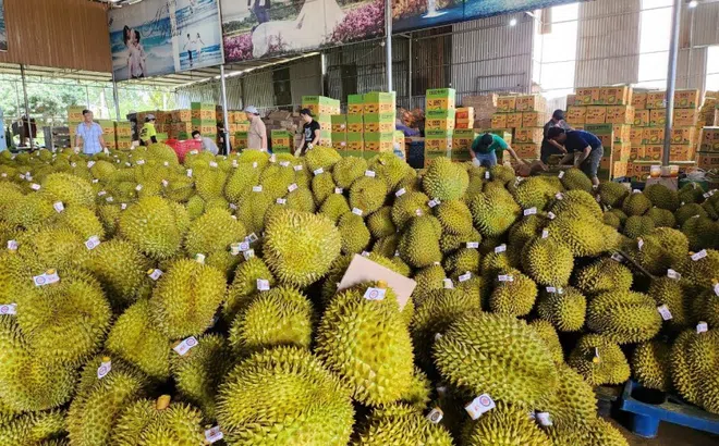Việt Nam thu về hơn nửa tỷ USD nhờ xuất khẩu sầu riêng trong 4 tháng