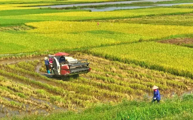 5 tháng, xuất khẩu gạo đạt gần 4,2 triệu tấn