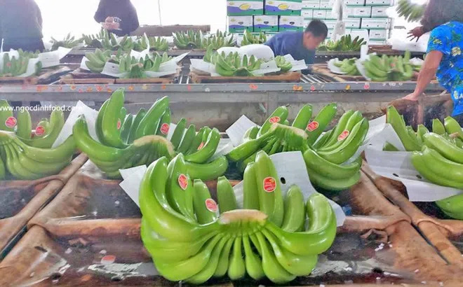 Việt Nam chiếm 48,6% tổng sản lượng chuối nhập khẩu vào Trung Quốc