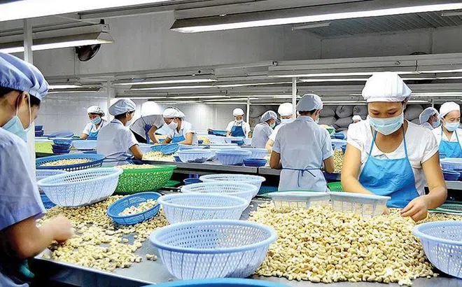 Những lưu ý khi xuất khẩu hạt điều sang thị trường Anh