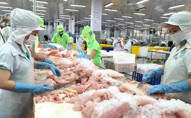 Hà Lan nhập khẩu cá tra Việt Nam nhiều nhất khối EU