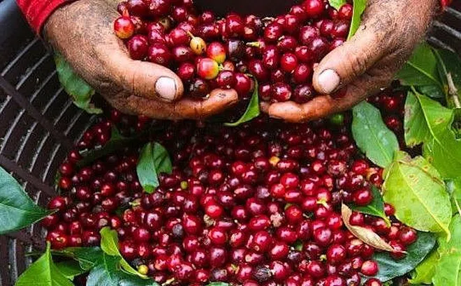 EU chiếm gần 40% thị phần xuất khẩu cà phê Việt Nam