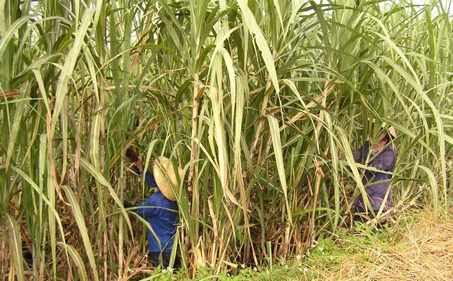 Mía đường Việt Nam đang thừa cung, tồn kho lớn
