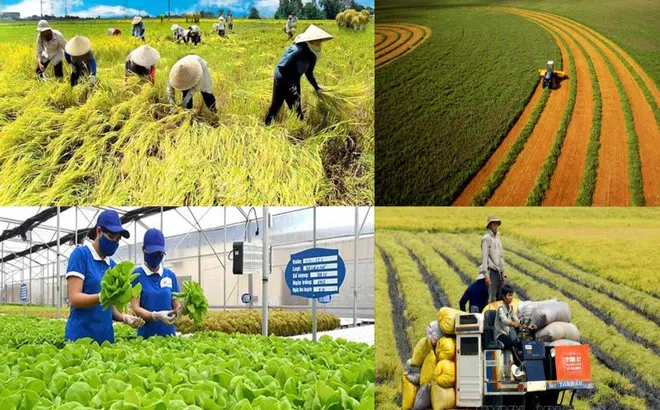 Phát triển bền vững chuỗi giá trị nông sản