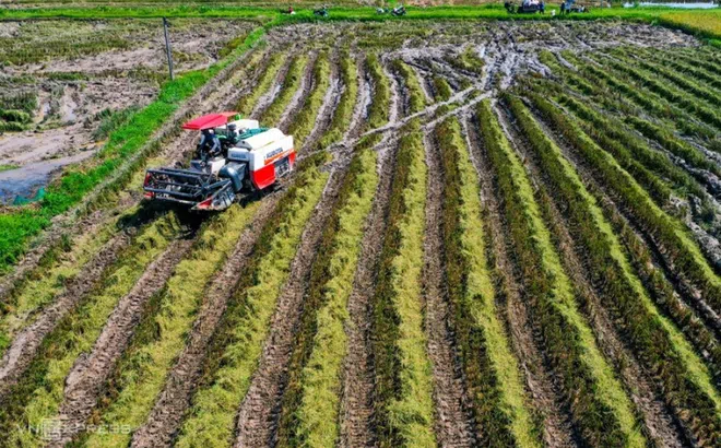 Sử dụng đất trồng lúa sang loại đất khác trái phép bị phạt tới 200 triệu đồng